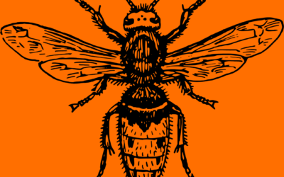 Différences entre le frelon européen et le frelon asiatique